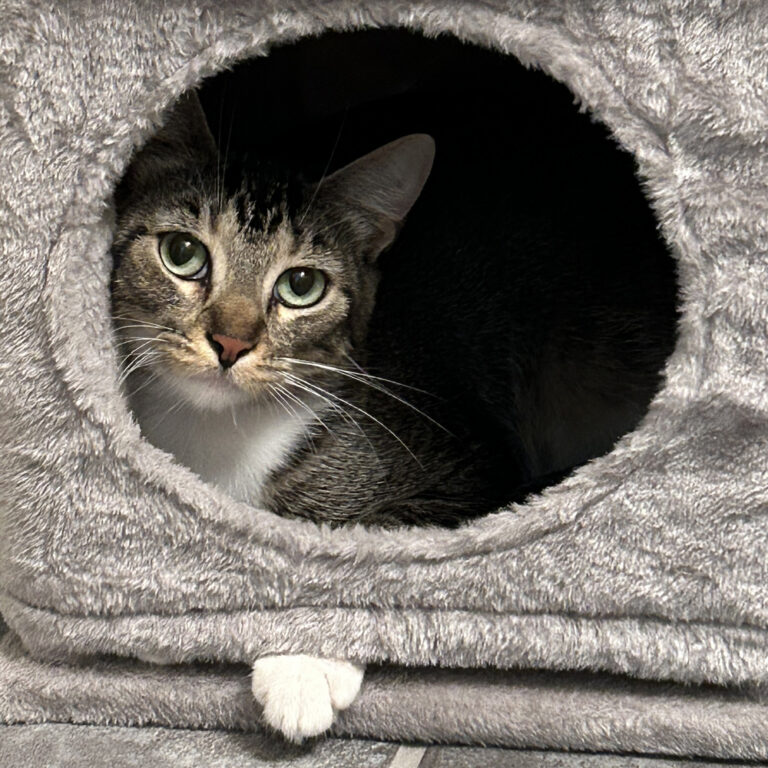 New Family Member & Reminder of Free Shipping Day